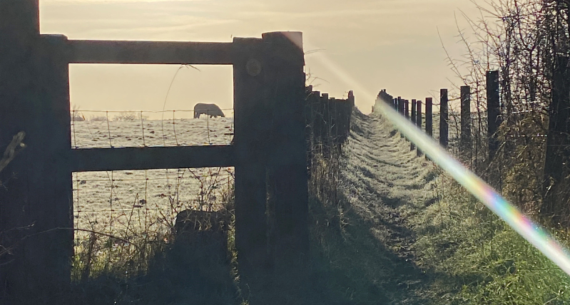 Frosty Walks in Wiltshire